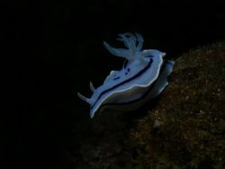 Nudibranch was taken at divers sanctuary w/ my olympus C7... by Jun Yu 